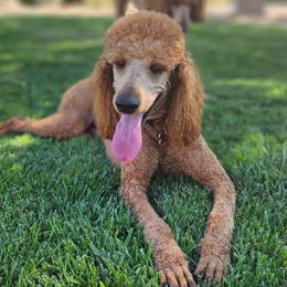 Poodles from Sydney Ramsdell