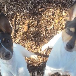 Toy Fox Terriers from Bee'Em Sea Kennel