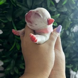 French Bulldog Puppies from K-way Frenchies