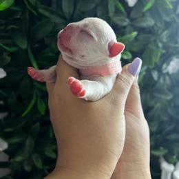 French Bulldog Puppies from K-way Frenchies