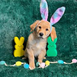 Twizzlers (Red Collar Girl) - Dark golden female Golden Retriever puppy in Peoria, Arizona from Dani’s Dawgs