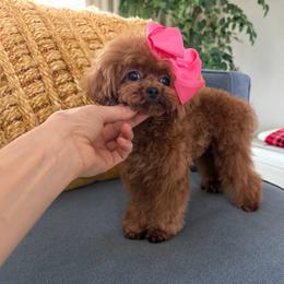 Bibi - Red  female Poodle puppy in Miami, Florida from Natalias Tiny Puppies