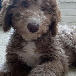 Aussiedoodles from Salt Creek Doodles