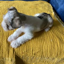 Boy 1 - Parti male Miniature Schnauzer puppy in Lufkin, Texas from Fergie’s Miniature Schnauzers