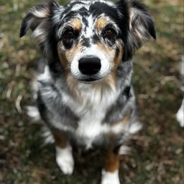 Paisley - Australian Shepherd