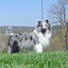 Shetland Sheepdog All Grown Up from Odyssey Shetland Sheepdogs