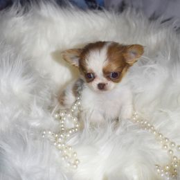Tessa - Fawn and white female Chihuahua puppy in Gloucester, Virginia from Charlotte's Web of Chihuahuas