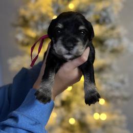 Pink - Black and silver female Miniature Schnauzer puppy in Cadiz, Kentucky from Southern Magnolia Schnauzers