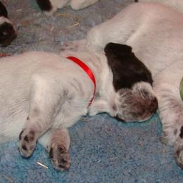 German Wirehaired Pointer Puppies from Idawire GWPs