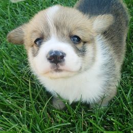 Zeus - Red Pembroke Welsh Corgi puppy in Post Falls, Idaho from Best Friend Corgi