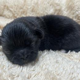 Full AKC Brynn - Black female Pekingese puppy in Hustontown, Pennsylvania from Triple I Pekes
