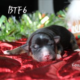 Girl 4 - Black tri female Miniature Australian Shepherd puppy in Elgin, Oregon from LongMile Aussies