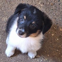 E33 - Black and tan male Companion Cross puppy in Fairview, South Dakota from Dakota Toy Aussies