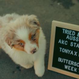 Red merle - Butterscotch - Red merle male Australian Shepherd puppy in Cotati, California from Tried and True Aussies