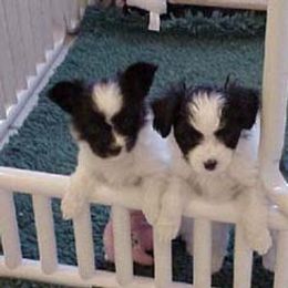 Papillon Puppies from Clearlake Papillons