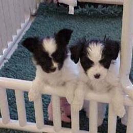 Papillon Puppies from Clearlake Papillons