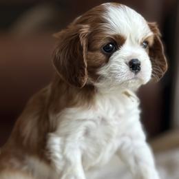 AKC Girl 4 Blenheim - Blenheim female Cavalier King Charles Spaniel puppy in Pleasant Hill, Iowa from Harvest Creek