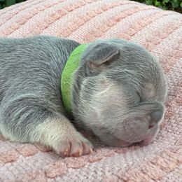 Lime green collar - Tricolors male French Bulldog puppy in Salisbury, Maryland from 77 Frenchies Maryland