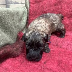 Boy 1 - Fawn male Bouvier des Flandres puppy in Bethlehem, Connecticut from Bouviers Gate House