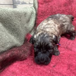 Boy 1 - Fawn male Bouvier des Flandres puppy in Bethlehem, Connecticut from Bouviers Gate House