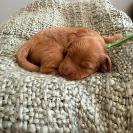Green - Apricot male Goldendoodle puppy in Greenville, South Carolina from Law Doodles of SC