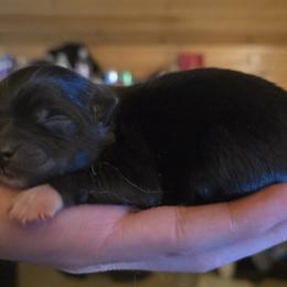 Willow - Black and white female Pomsky puppy in Fairfield, Vermont from Pomskies of Vermont
