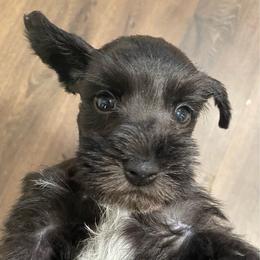 Carter - Salt and pepper male Miniature Schnauzer puppy in Interlachen, Florida from Pam's Schnauzers