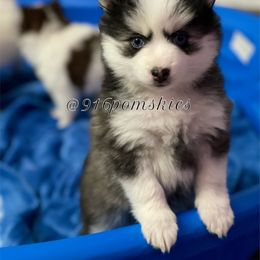 Pomsky Puppies from 916 Pomskies