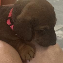 Dachshund Puppies from Lolley Dachshunds