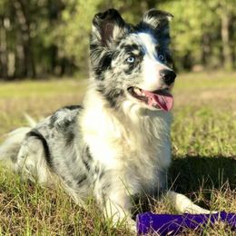 Border Collies from Gayle York's Border Collies