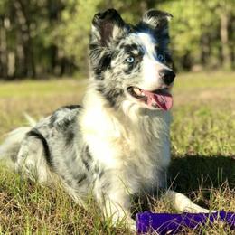 Border Collies from Gayle York's Border Collies