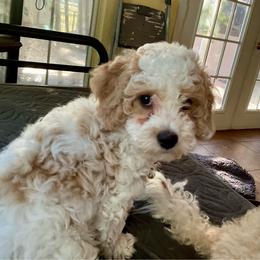 Yellow - Parti male Assorted Doodle Crosses puppy in Mt Pleasant, Texas from Hippdoodranch