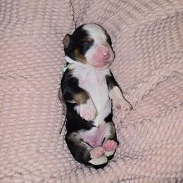 Zafira - Tri-color female Bernedoodle puppy in Grove, Oklahoma from Grand Lake Poodles & Doodles
