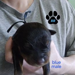 Blue - Black and mahogany Rottweiler puppy in Tangent, Oregon from Raya's Royals