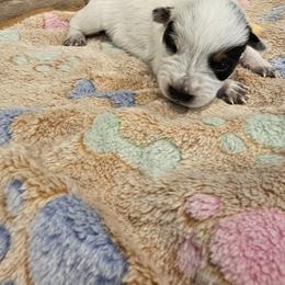 AKC CHAMPION BLOOLDINE AUSTRALIAN CATTLE DOG PUPPY - BOY 3 - Blue male Australian Cattle Dog puppy in Cassatt, South Carolina from B & E Farms