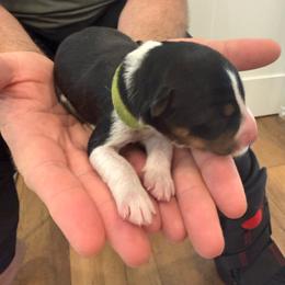 Green - Tri-color female Border Collie puppy in Palmetto Bay, Florida from Hill Valley Border Collies