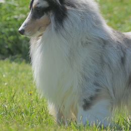 Shetland Sheepdogs from Laurelen Shelties