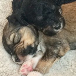 Bernedoodle Puppies from Cry Woof LLC