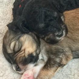 Bernedoodle Puppies from Cry Woof LLC