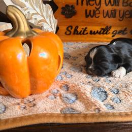 Victor Doom - Black male Shih Tzu puppy in Durham, North Carolina from The 🐾 Tang Clan Chronicle & Nursery