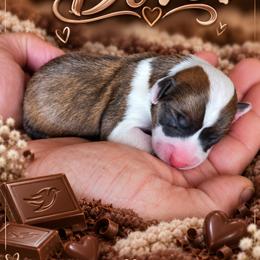 Dove - Sable female Pembroke Welsh Corgi puppy in Oak Harbor, Washington from Blackberry Hill Corgis