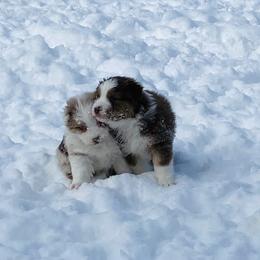 Aussiedoodle and Australian Shepherd Puppies from SS Australian Shepherds