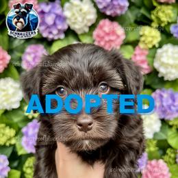 ADOPTED - Liver male Miniature Schnauzer puppy in Spruce Pine, North Carolina from Schnauzers of Blue Ridge