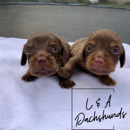 Dachshund Puppies from L & A Dachshunds