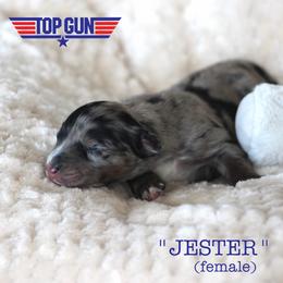 Jester (Jesty) - Blue merle female Australian Shepherd puppy in Oklahoma City, Oklahoma from Mika’s Aussies