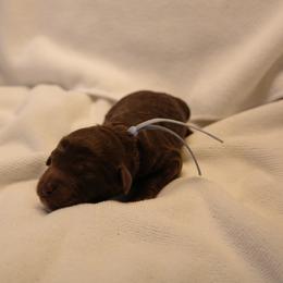 Girl 5 - Chocolate female Goldendoodle puppy in Seattle, Washington from Dream Lake Doodles