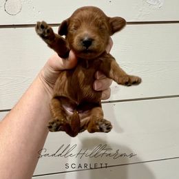 Scarlett - Red  female Goldendoodle puppy in Rienzi, Mississippi from Saddle Hill Farms