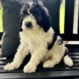 Diesel - Parti male Saint Berdoodle puppy in New Bern, North Carolina from Southern Doodles of Eastern North Carolina