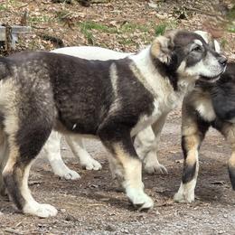 Boss - Gray male Central Asian Shepherd Dog puppy in East Camden, Arkansas from A Plus A