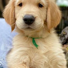 Golden Retriever Puppies from Bear State Goldens